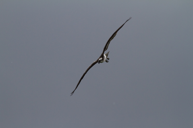 Osprey In Flight